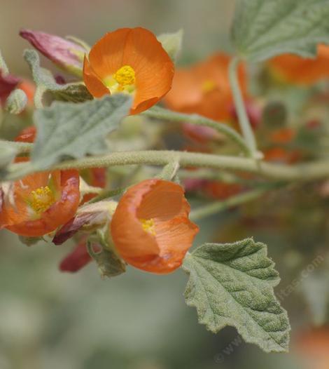 Sphaeralcea emoryi was sold to us as munroana - grid24_12