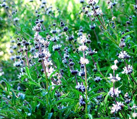 Salvia mellifera repens, Creeping Black sage. - grid24_12