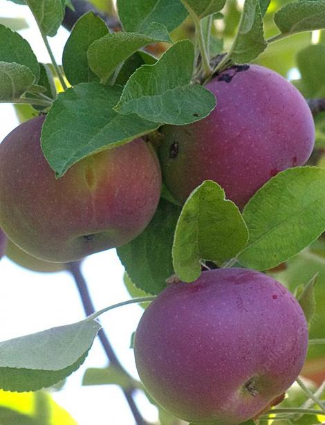 The McIntosh apple originated as a seedling on the McIntosh farm in Canada in the early 1800's. - grid24_12 The McIntosh apple originated as a seedling on the McIntosh farm in Canada in the early 1800's. - grid24_12