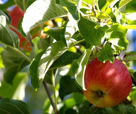 Mollie's Delicious apple is a large sweet variety bred at Rutgers University - grid24_12 Mollie's Delicious apple is a large sweet variety bred at Rutgers University - grid24_12