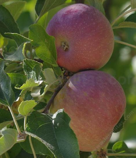 The Red Fuji apple in this photo is one of many mutations of
of the original Fuji apple.   - grid24_12