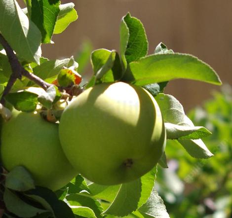 Granny Smith Apples posses a naturally greenish skin when ripe. - grid24_12 Granny Smith Apples posses a naturally greenish skin when ripe. - grid24_12