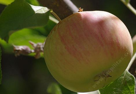 Sierra Beauty Apple actually originated in California. - grid24_12