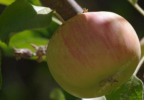 Sierra Beauty Apple actually originated in California. - grid24_12 Sierra Beauty Apple actually originated in California. - grid24_12