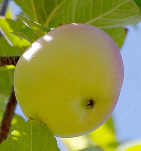 The Winter Banana Apple is an old, unusually beautiful variety, originating in Indiana in the late 1800's. - grid24_12