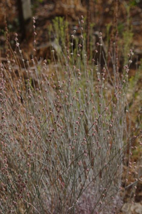 Eriogonum elongatum, Longstem Buckwheat has a lot of small flowers in a large bouquet  - grid24_12