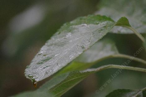 Blowing fog can mean a 'rain shower' for a fruit tree. The moisture condenses on the leaf and the leaf itself picks up some of the moisture, the rest drops to the ground and and the tree and it's allies pick up some more. - grid24_12