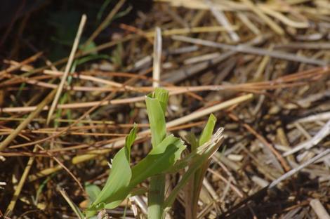 This is what the corn looks like after the rabbit eats it. - grid24_12