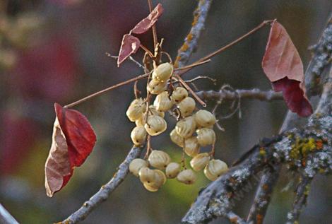 Poison Oak, Toxicodendron diversilobum, berries are white when ripe. Most of us would die, or at least think had, if we ate them, but the wildlife likes them. Bluesbirds in particular seem to like them. - grid24_12
