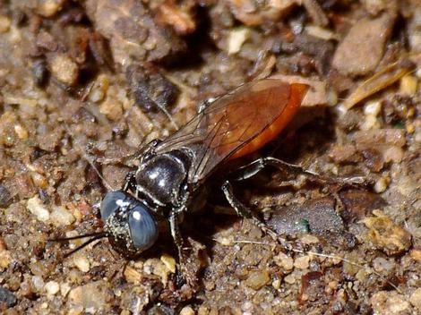 Looks like a fly, acts like a wasp. It's a Square-headed Waspi - grid24_12