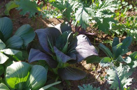 Tuscan kale, Pak Choy, Russian Red kale are burying the carrots, parsley and onions in a test garden at Santa Margarita. - grid24_12