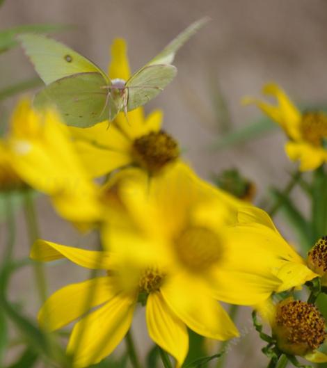 An Orange Sulfur coming in for a landing on a Bidens flower. - grid24_12