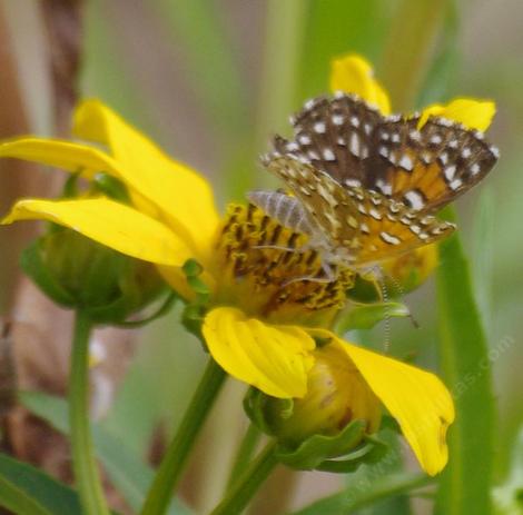 This little butterfly worked every flower on this plant, spent hours, even days on the flowers. - grid24_12 This little butterfly worked every flower on this plant, spent hours, even days on the flowers. - grid24_12