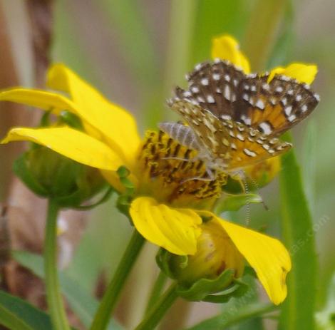 This little butterfly worked every flower on this plant, spent hours, even days on the flowers. - grid24_12