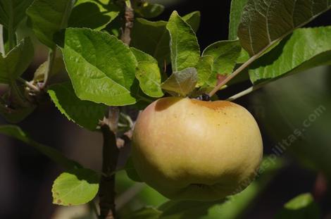 Calville Blanc D'Hiver is a French variety of apple from the 1500's, and is very popular as a cooking apple there.  - grid24_12