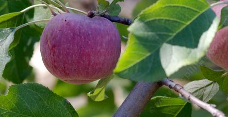 The Fuji apple is very sweet and is the most popular apple variety in Japan and China, being developed in Japan in the late 1930's.   - grid24_12