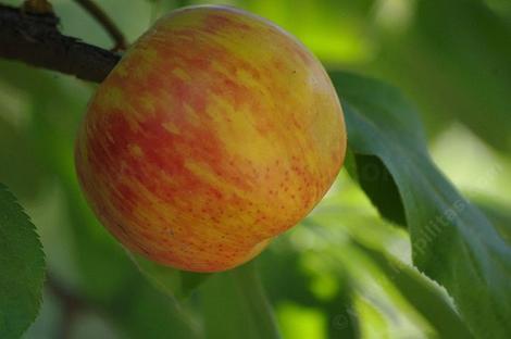 Gravenstein apple may be of European origin, in the late 1600's, and brought over to America by European settlers. - grid24_12 Gravenstein apple may be of European origin, in the late 1600's, and brought over to America by European settlers. - grid24_12