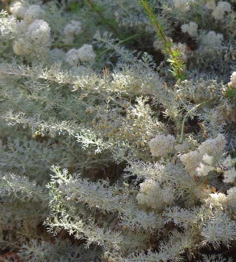 Artemisia Canyon Gray and Buckwheat go well together. - grid24_12