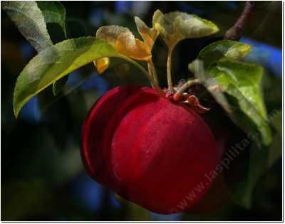 The Jonathan apple is very sweet-tart, not real large, and just right for a snack. - grid24_12 The Jonathan apple is very sweet-tart, not real large, and just right for a snack. - grid24_12