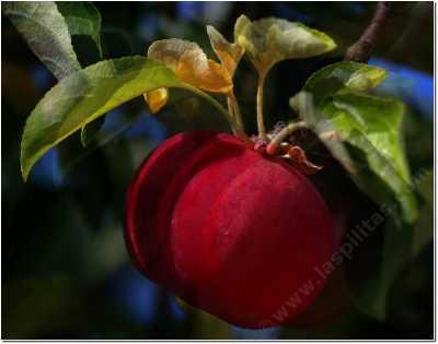 The Jonathan apple is very sweet-tart, not real large, and just right for a snack. - grid24_12