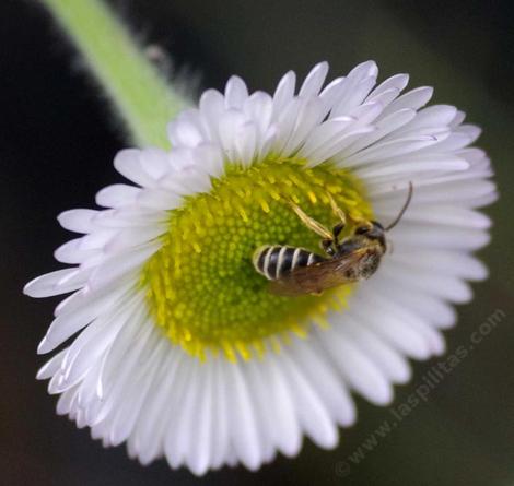 A Sweat bee, Halictus on the seaside daisy - grid24_12