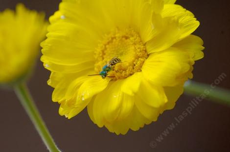 A ultra-green sweat bee, Agapostemon-texanus, on the Desert marigold - grid24_12