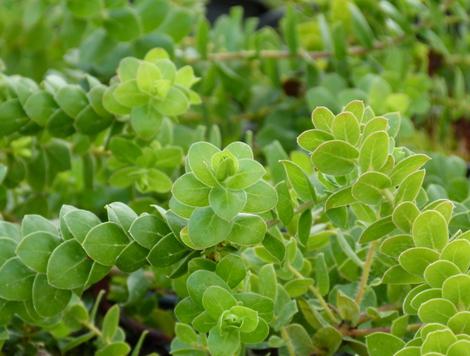 Arctostaphylos purissima, Burton Mesa Groundcover or Lompoc Manzanita is becoming one of our favorite low ground covers. It is generally less than a foot tall, but can mound to 2 ft. Loves beach sand, tolerates adobe soil. - grid24_12