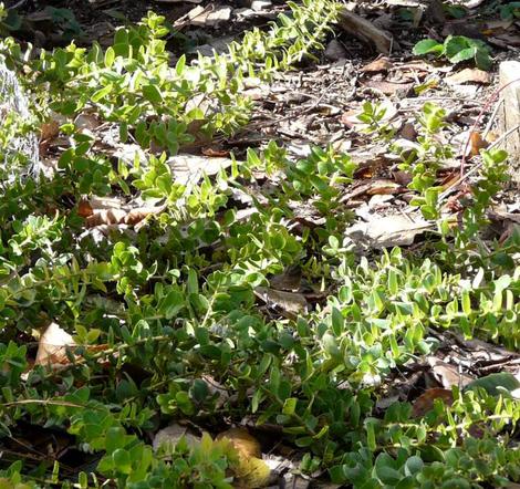 This is a beautiful groundcover manzanita for most of coastal Caliofnria - grid24_12