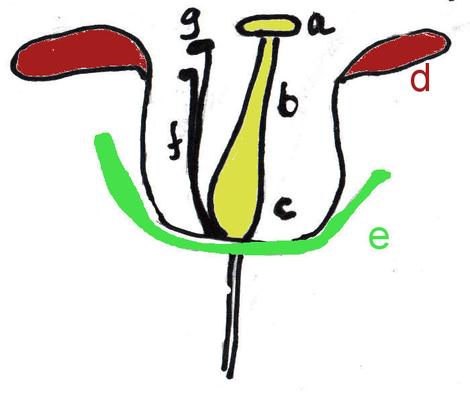 quiz flower is colorful ain't it? - grid24_12 quiz flower is colorful ain't it? - grid24_12