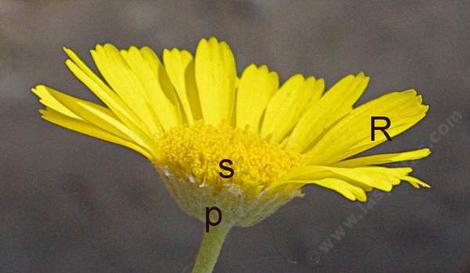 flower quiz - grid24_12