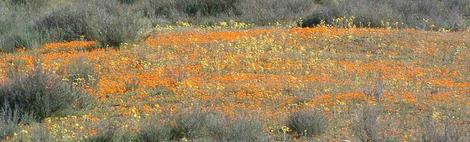 These wildflowers were along hwy. 58 out by La Panza. - grid24_12