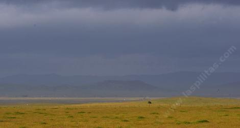 The Carrizo Plain in spring. Fiddlelhead  is the common wildflower. - grid24_12