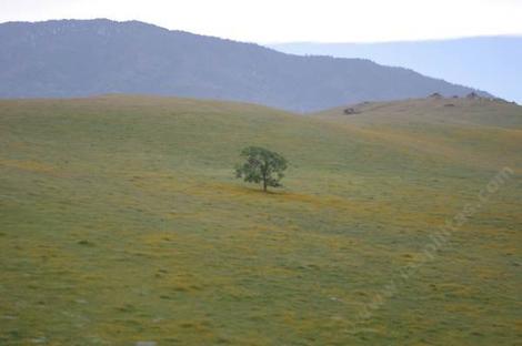 This area of the San Joaquin Valley used to have blue oaks, cactus and TONS of poppies. - grid24_12