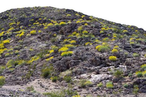 Encelia farinosa acting as wildflowers just est of Barstow. This looks pretty good when you realize it only gets about 4 inches of rainfall. Native plants can be very drought tolerant. - grid24_12