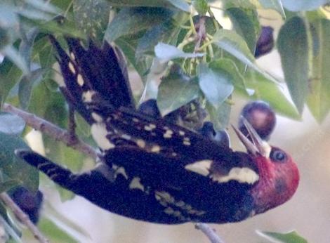 A female red breasted sap sucker enjoying the  Catalina cherries, Prunus lyonii. - grid24_12