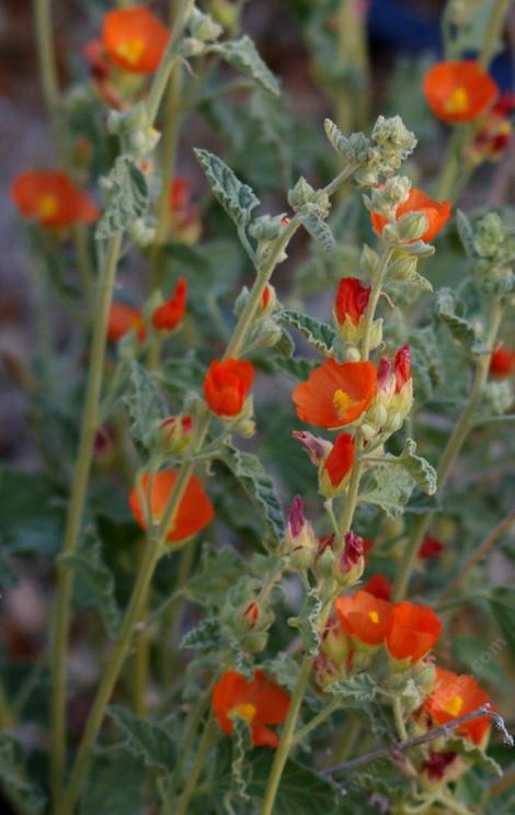 Sphaeralcea emoryi, Emory's Desert Mallow  flowers are a deep orange. - grid24_12