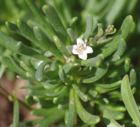 Here's what one of the flowers look like. The plant can have hundreds of them if its happy.  - grid24_12