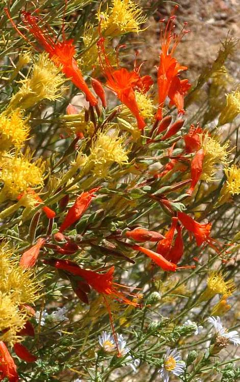 Zauschneria latifolia johnstonii, Aster chilensis and Chrysothamnus nauseosus all flower in late fall.
 - grid24_12