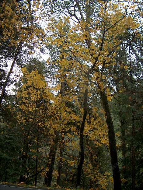 Fall color on the Quercus kelloggii can be better good. - grid24_12