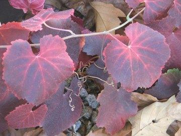 Fall Color on California Grape - grid24_12
