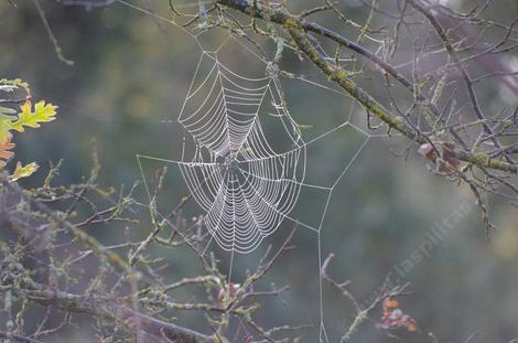 The morning frost and the winter light high lighted this otherwise invisible web. - grid24_12