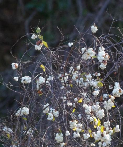 Snowberries in winter. - grid24_12