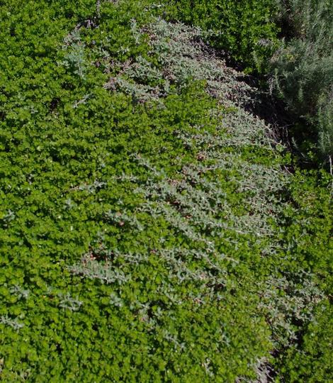 A mixture of  Eriogonum parvifolium, Cliff Buckwheat  and Baccharis Pigeon Pt growing on a coastal bluff.Because of the wind, the native plants are flat. - grid24_12