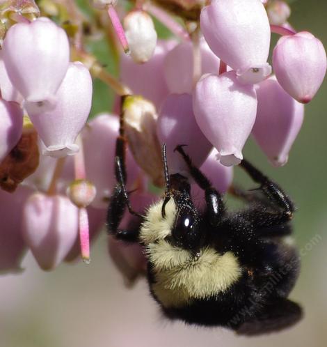 Yellow-faced Bumble Bee, Bombus vosnesenskii on a Arctostaphylos Austin Griffin - grid24_12