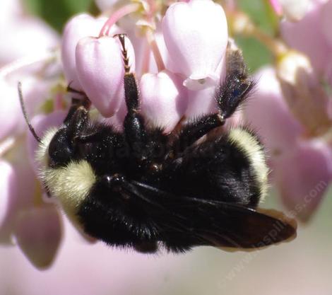 Side view of Yellow-faced Bumble Bee, Bombus vosnesenskii on one of our Arctostaphylos Austin Griffin manzanita in January  - grid24_12