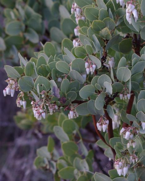 This manzanita was growing along Kanan Rd. in the Santa Monica Moutains. This form of Arctostaphylos glauca, Big Berried Manzanita is distint to the western Los Angeles basin. - grid24_12