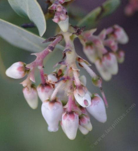 The flowers of the Big Berry Manzanita from the Santa Monica Mountains in west Los Angeles.  Notice the resin dots on the pedicels.