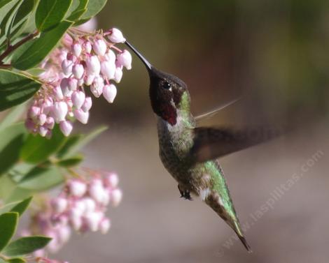 Anna Hummingbird on the flower of Ian Bush Manzanita - grid24_12