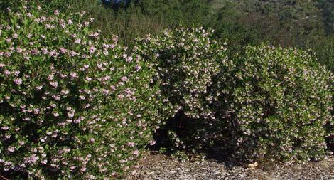 Arctostaphylos manzanita, Austin Griffiths, makes a very good eight foot or so hedge - grid24_12