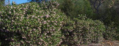 A hedge of Arctostaphylos Austin Griffin will grow to about 10 ft. tall and 12 ft. wide. - grid24_12